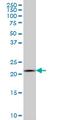 Interleukin 20 antibody, MCA3826Z, Bio-Rad (formerly AbD Serotec) , Western Blot image 