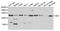 Salt Inducible Kinase 2 antibody, A8321, ABclonal Technology, Western Blot image 