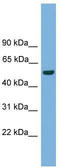 One Cut Homeobox 3 antibody, TA329991, Origene, Western Blot image 