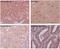 Tubulin antibody, M05613, Boster Biological Technology, Immunohistochemistry frozen image 