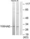 Tyrosine 3-Monooxygenase/Tryptophan 5-Monooxygenase Activation Protein Epsilon antibody, LS-C119360, Lifespan Biosciences, Western Blot image 