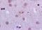 Lysine Demethylase 5B antibody, orb101871, Biorbyt, Immunohistochemistry paraffin image 