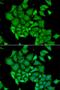DNA Fragmentation Factor Subunit Alpha antibody, LS-C348943, Lifespan Biosciences, Immunofluorescence image 