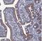 Thioredoxin-related transmembrane protein 2 antibody, NBP1-87305, Novus Biologicals, Immunohistochemistry frozen image 