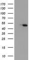 Carboxypeptidase A1 antibody, TA504519, Origene, Western Blot image 