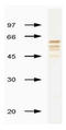 Influenza B antibody, AM00953PU-N, Origene, Western Blot image 