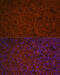 SLAM Family Member 7 antibody, 19-857, ProSci, Immunofluorescence image 