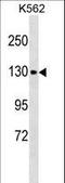 Calcium Homeostasis Endoplasmic Reticulum Protein antibody, LS-C159344, Lifespan Biosciences, Western Blot image 