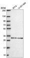 Nuclear Receptor Subfamily 1 Group H Member 2 antibody, HPA070212, Atlas Antibodies, Western Blot image 