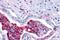 Leukotriene B4 Receptor 2 antibody, NLS2102, Novus Biologicals, Immunohistochemistry paraffin image 