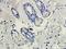 Mannose Receptor C-Type 1 antibody, GTX53806, GeneTex, Immunohistochemistry paraffin image 