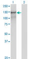 Protocadherin 10 antibody, LS-C139321, Lifespan Biosciences, Western Blot image 