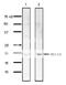 Centrin 1 antibody, 70-110, BioAcademia Inc, Western Blot image 