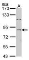 Transcription Factor 25 antibody, PA5-21418, Invitrogen Antibodies, Western Blot image 