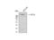 Acetyl-CoA Carboxylase Alpha antibody, STJ91440, St John