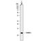 S100 Calcium Binding Protein A13 antibody, MAB4327, R&D Systems, Western Blot image 