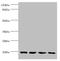 Crystallin Alpha B antibody, A55834-100, Epigentek, Western Blot image 