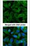 Chaperonin Containing TCP1 Subunit 5 antibody, PA5-22069, Invitrogen Antibodies, Immunofluorescence image 