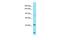 Family With Sequence Similarity 184 Member A antibody, PA5-46460, Invitrogen Antibodies, Western Blot image 