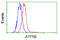 ATP Synthase F1 Subunit Beta antibody, LS-C114908, Lifespan Biosciences, Flow Cytometry image 