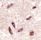 VIPR2 antibody, MAB5416, R&D Systems, Immunohistochemistry frozen image 