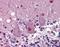 Histone Deacetylase 3 antibody, orb89251, Biorbyt, Immunohistochemistry paraffin image 