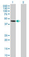 Aryl Hydrocarbon Receptor Interacting Protein Like 1 antibody, LS-C134052, Lifespan Biosciences, Western Blot image 