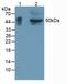 Glycoprotein A33 antibody, MBS2028158, MyBioSource, Western Blot image 