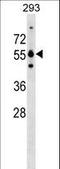 Glutamate Rich WD Repeat Containing 1 antibody, LS-C159790, Lifespan Biosciences, Western Blot image 