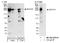 Zinc Finger CCCH-Type Containing 13 antibody, NB100-2276, Novus Biologicals, Western Blot image 