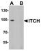 Itchy E3 Ubiquitin Protein Ligase antibody, A00195, Boster Biological Technology, Western Blot image 