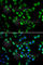 Eukaryotic Translation Initiation Factor 3 Subunit C antibody, A7022, ABclonal Technology, Immunofluorescence image 