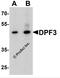 Double PHD Fingers 3 antibody, 7559, ProSci, Western Blot image 