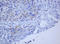 BCL10 Immune Signaling Adaptor antibody, LS-C175363, Lifespan Biosciences, Immunohistochemistry frozen image 