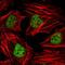 Histone Deacetylase 3 antibody, orb89252, Biorbyt, Immunofluorescence image 