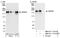 WD Repeat Domain 62 antibody, NB100-77303, Novus Biologicals, Western Blot image 