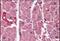 Inositol 1,4,5-Trisphosphate Receptor Type 2 antibody, NB100-2466, Novus Biologicals, Immunohistochemistry frozen image 