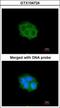 Sphingosine kinase 1 antibody, GTX104724, GeneTex, Immunocytochemistry image 