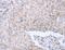 Neurturin antibody, MBS2517575, MyBioSource, Immunohistochemistry frozen image 