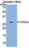 Tryptophanyl-TRNA Synthetase antibody, LS-C296833, Lifespan Biosciences, Western Blot image 