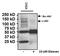 Phosphotyrosine antibody, MA4-003, Invitrogen Antibodies, Western Blot image 