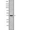 RAB36, Member RAS Oncogene Family antibody, abx218124, Abbexa, Western Blot image 