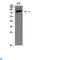 Heat Shock Protein Family A (Hsp70) Member 5 antibody, LS-C813869, Lifespan Biosciences, Western Blot image 