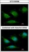 DNA Polymerase Gamma, Catalytic Subunit antibody, LS-B4085, Lifespan Biosciences, Immunofluorescence image 