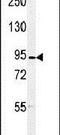 DLG Associated Protein 5 antibody, PA5-24612, Invitrogen Antibodies, Western Blot image 