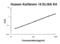 Kallikrein Related Peptidase 14 antibody, EK0949, Boster Biological Technology, Enzyme Linked Immunosorbent Assay image 