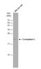 Complexin 3 antibody, NBP2-15985, Novus Biologicals, Western Blot image 