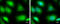 Tripartite Motif Containing 25 antibody, GTX100617, GeneTex, Immunocytochemistry image 