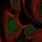 SWI5 antibody, HPA055472, Atlas Antibodies, Immunofluorescence image 