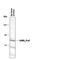 Gamma-Aminobutyric Acid Type A Receptor Alpha2 Subunit antibody, PPS024, R&D Systems, Western Blot image 